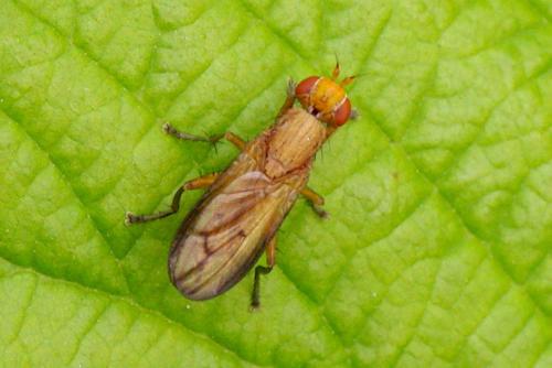 Tetanocera elata